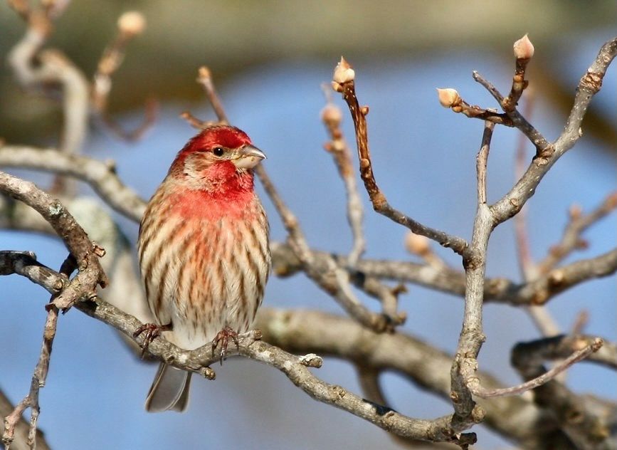 King of the branches by San Diego Shooter is licensed under CC BY-NC-ND 2.0